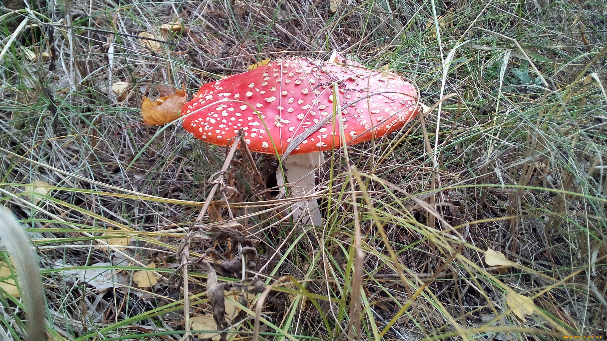 Крымские грибы мухомор